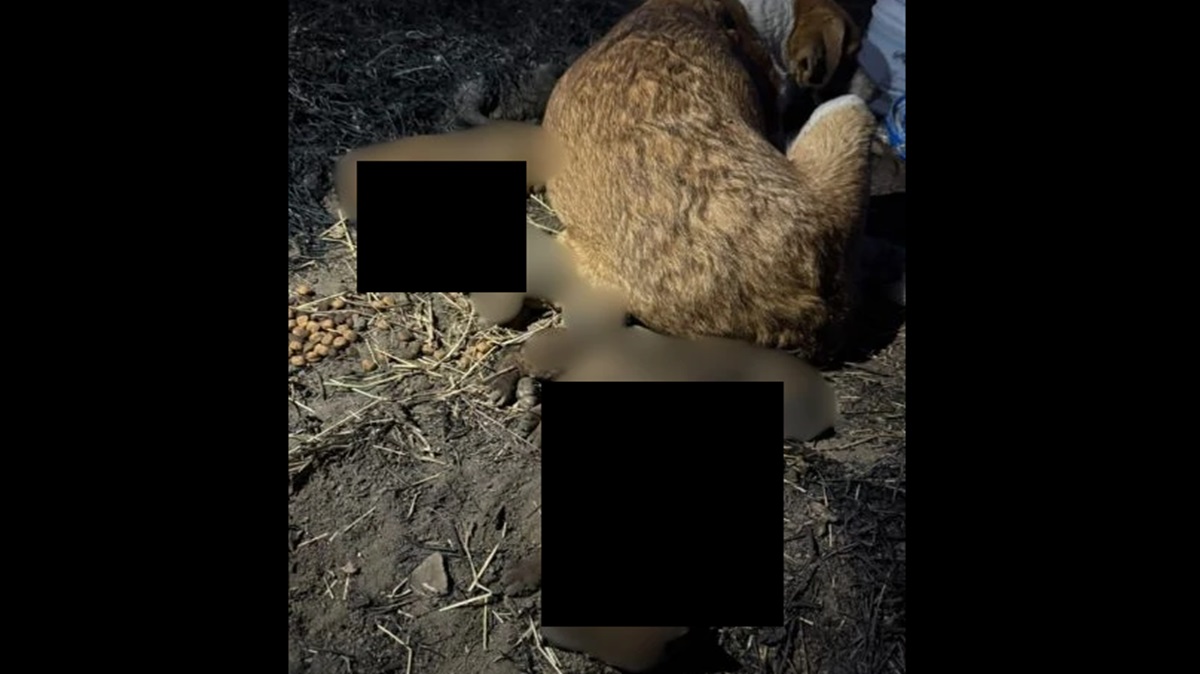 Perrita Chichi no abandona a sus crías quemadas vivas en Cholula; caso genera indignación FUERTE VIDEO
