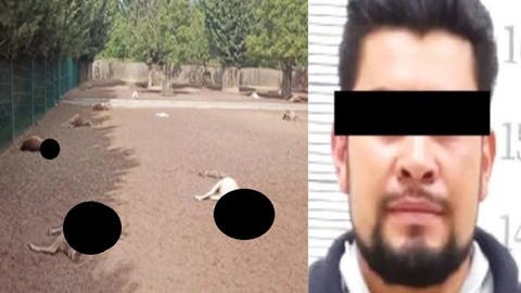 Sentencian a Ricardo a 6 años de prisión, responsable de la muerte de 32 venados en Puebla