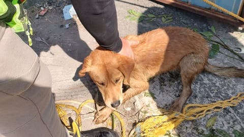 Rescatan a Perrito que Cayó en un Vaso Regulador de Agua en Cuautlancingo