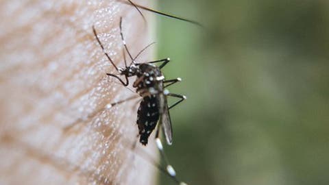 Alerta en Puebla: Doce Casos Positivos de Dengue al Arranque del Año