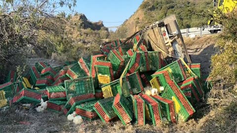 Accidente en la Autopista Siglo XXI: Tráiler que Transportaba Pollos Vuelca en el Kilómetro 30