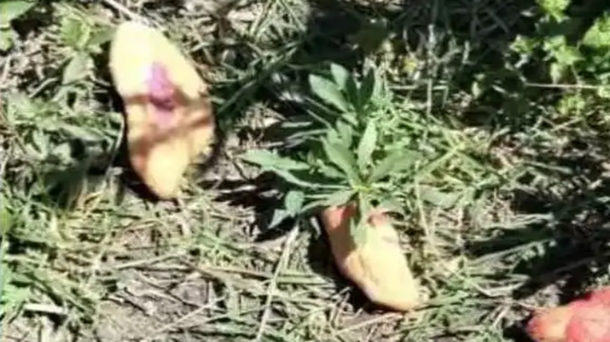 ¡Tragedia! Tres niñas mueren tras comer pan envenenado para perros callejeros