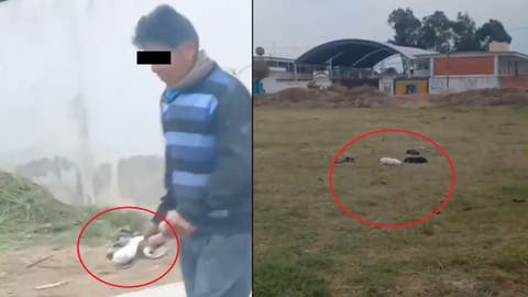 Fuerte VIDEO: Indignación en Coronango por Hombre que Lanza Cachorros Recién Nacidos con una Pala