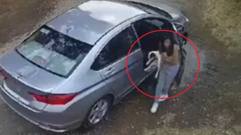 Poblanos buscan a la mujer que abandonó a dos perritas en Xilotzingo