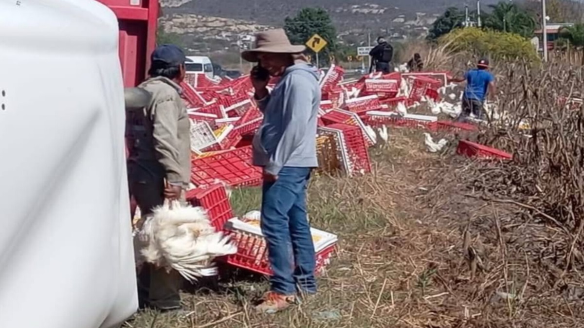Intentó esquivar una camioneta y volcó: tráiler cargado con gallinas causa caos vial