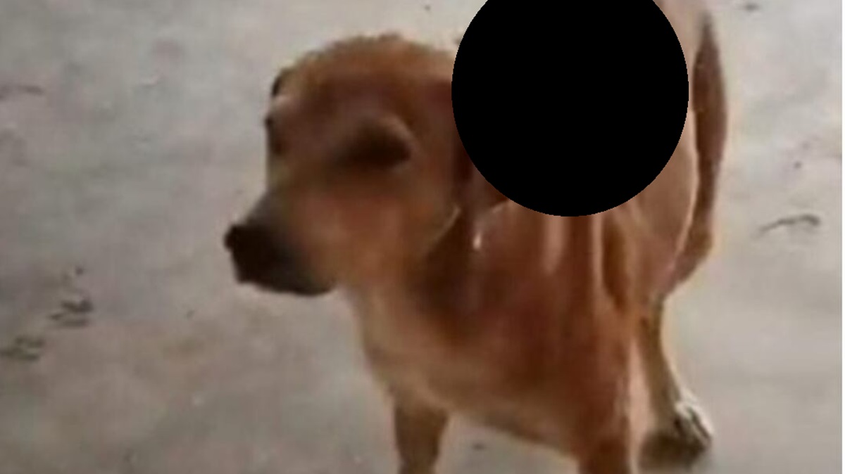 ¡Atroz! Denuncian ataques con machete a perritos en Puebla; piden justicia