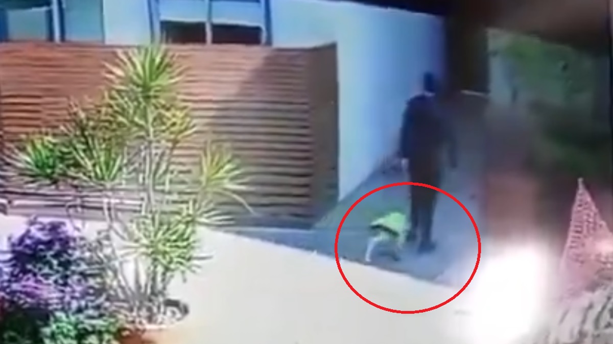 ¡Indignante! VIDEOS Médico del Hospital Ángeles de Lomas es captado maltratando a su perro en plena calle 