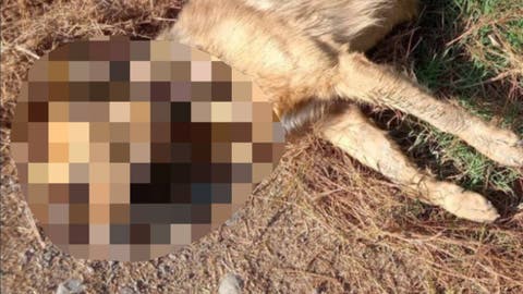 Indignación en Puebla: Encuentran a Perro sin Vida y con Huellas de Crueldad en San Martín Texmelucan