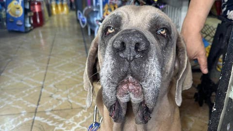 Indignación en Puebla: Perro Amarrado Salta por su Vida y Busca un Nuevo Hogar