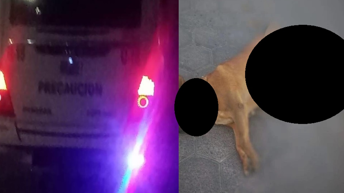 Indignación en El Verde: Ruta 15 atropella a perrita y policías la tiran a la basura
