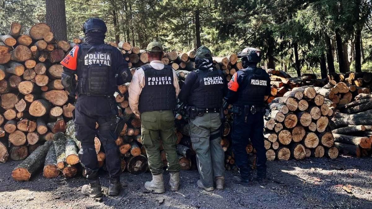 Robo impune: Aseguran más de 200 troncos talados ilegalmente en La Malinche