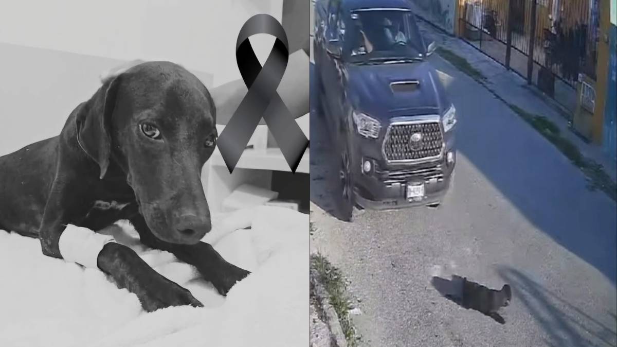 Justicia para Negrita: Retraso en el caso del atropello que conmocionó a Yucatán
