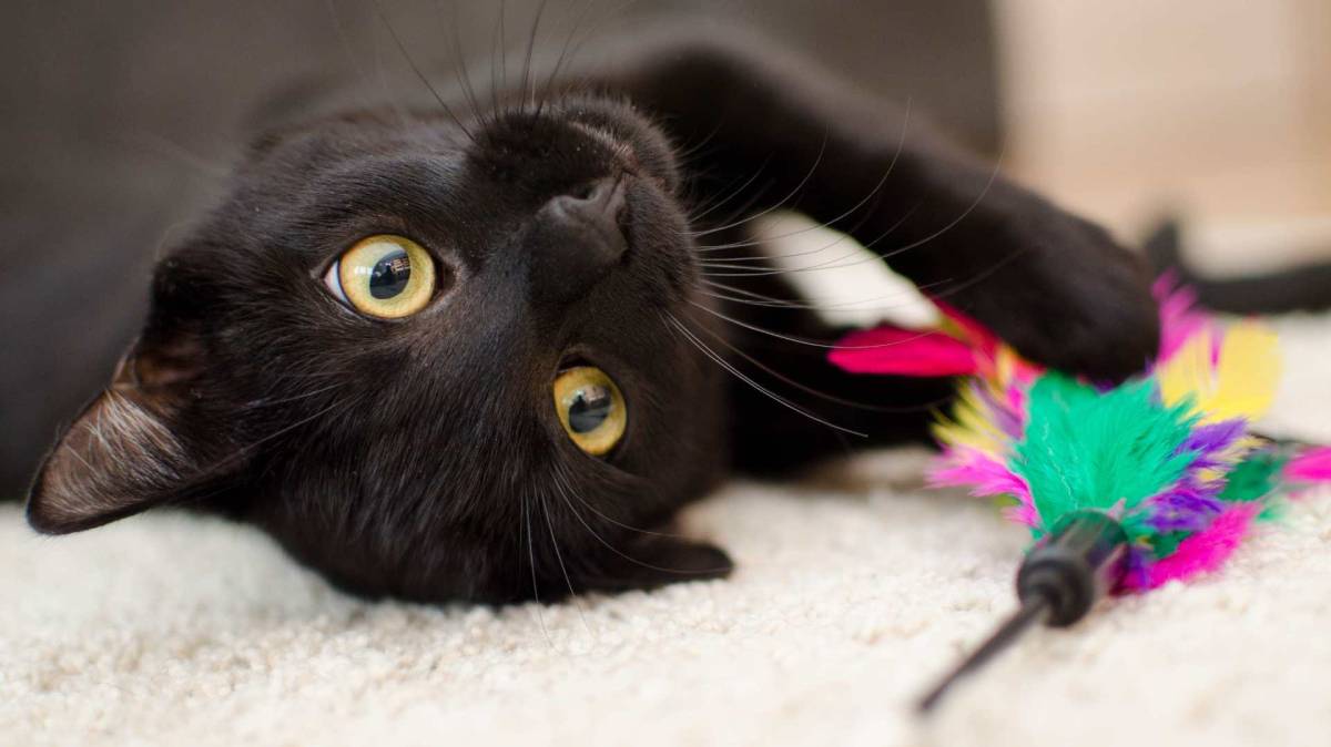 “Flow” arrasa en los Oscar 2025 y provoca un fenómeno inesperado en la adopción de gatos negros
