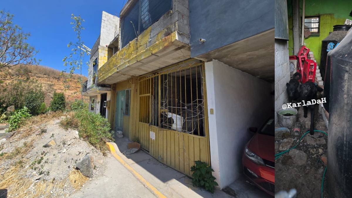 Perros intentaron alertar sobre la muerte de su dueño, pero nadie atendió