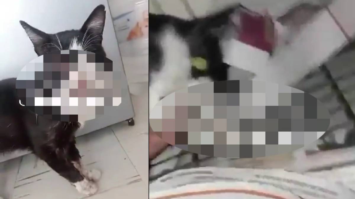 Brutal ataque a gato en Puebla: Lo patean y le disparan con balines