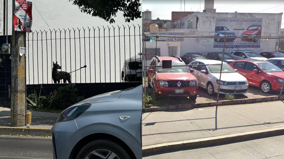 Denuncian maltrato animal en Briones Automotriz: Doberman amarrado sin agua ni sombra