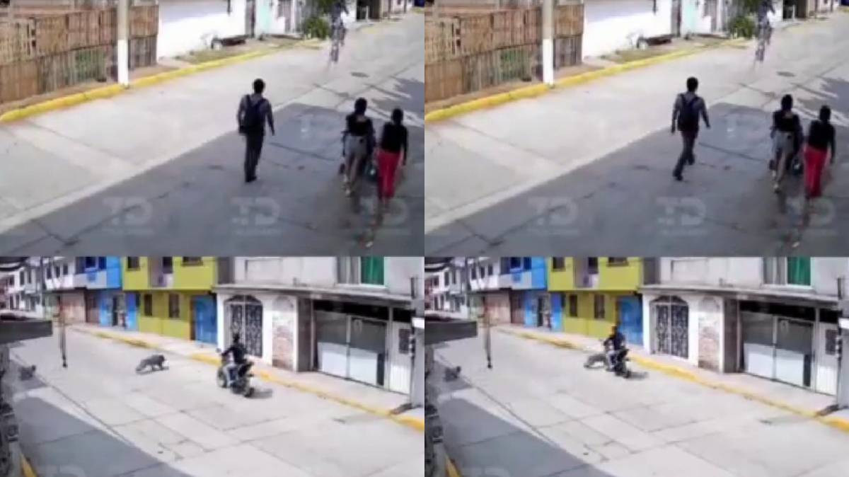 Indignación en Puebla: Buscan a Motociclista que Atropelló a un Perro Intencionalmente