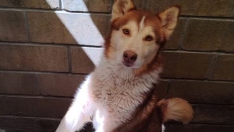 Desgarrador caso de Husky abandonado en Geo Villas del Sur: vecinos exigen acción inmediata