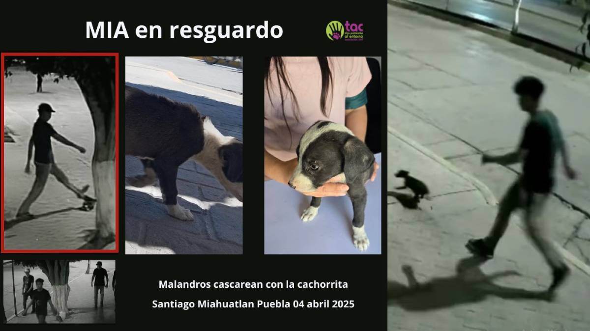Brutal Golpiza a Cachorra en Puebla Desata Indignación Nacional: Activistas Exigen Justicia