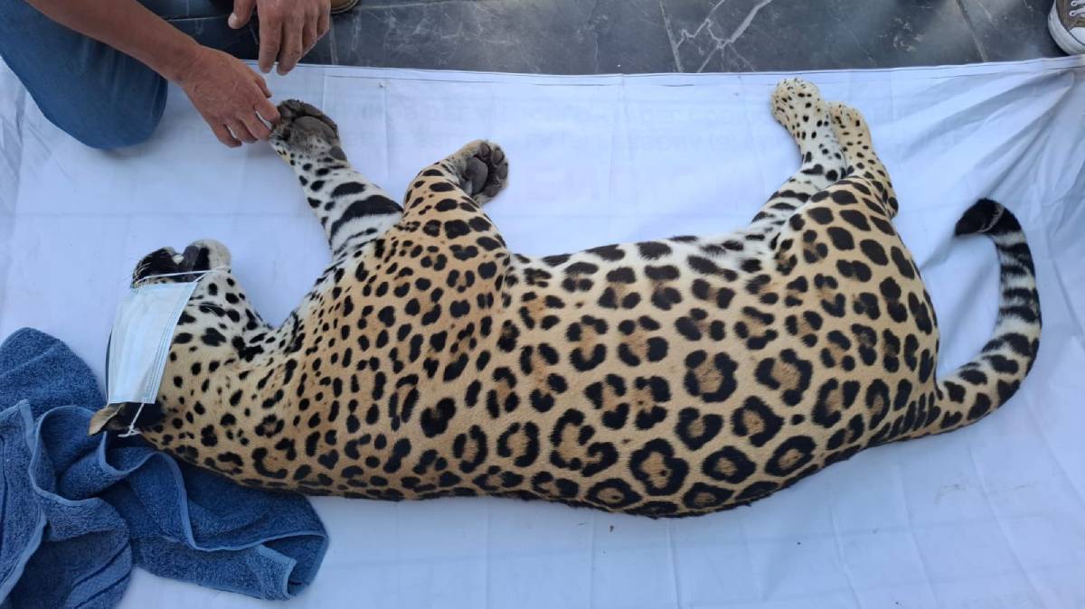 Jaguar enjaulado, tiros y tensión en Puebla: Profepa asegura ejemplar en peligro de extinción tras enfrentamiento armado