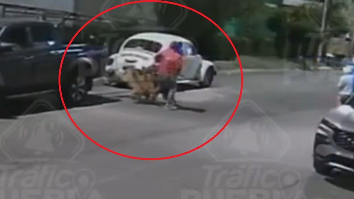 ¡Indignante! Mujer suelta a sus perros para atacar a un labrador en Bosques de San Sebastián