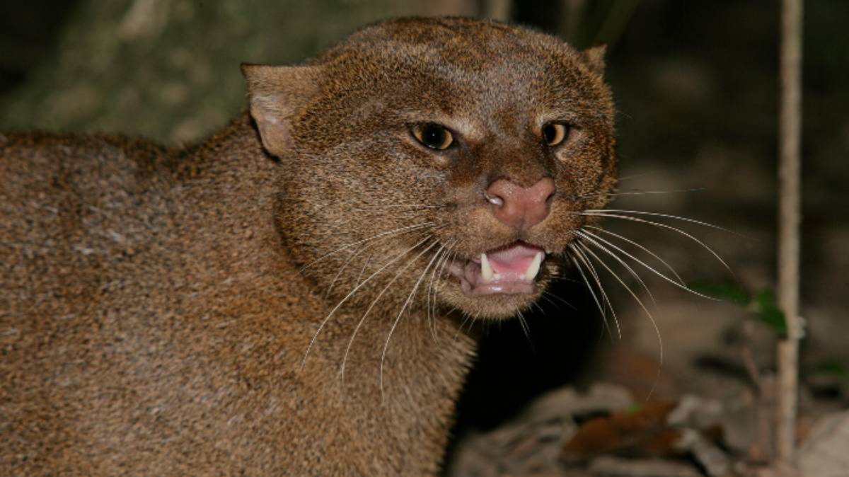 Indignación en Chiapas: Matan a jaguarundi tras confundirlo con un ‘nahual’