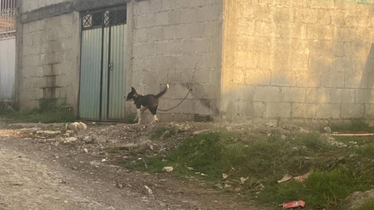 Denuncian maltrato animal en Huauchinango: Perrito amarrado bajo el sol sin agua ni refugio