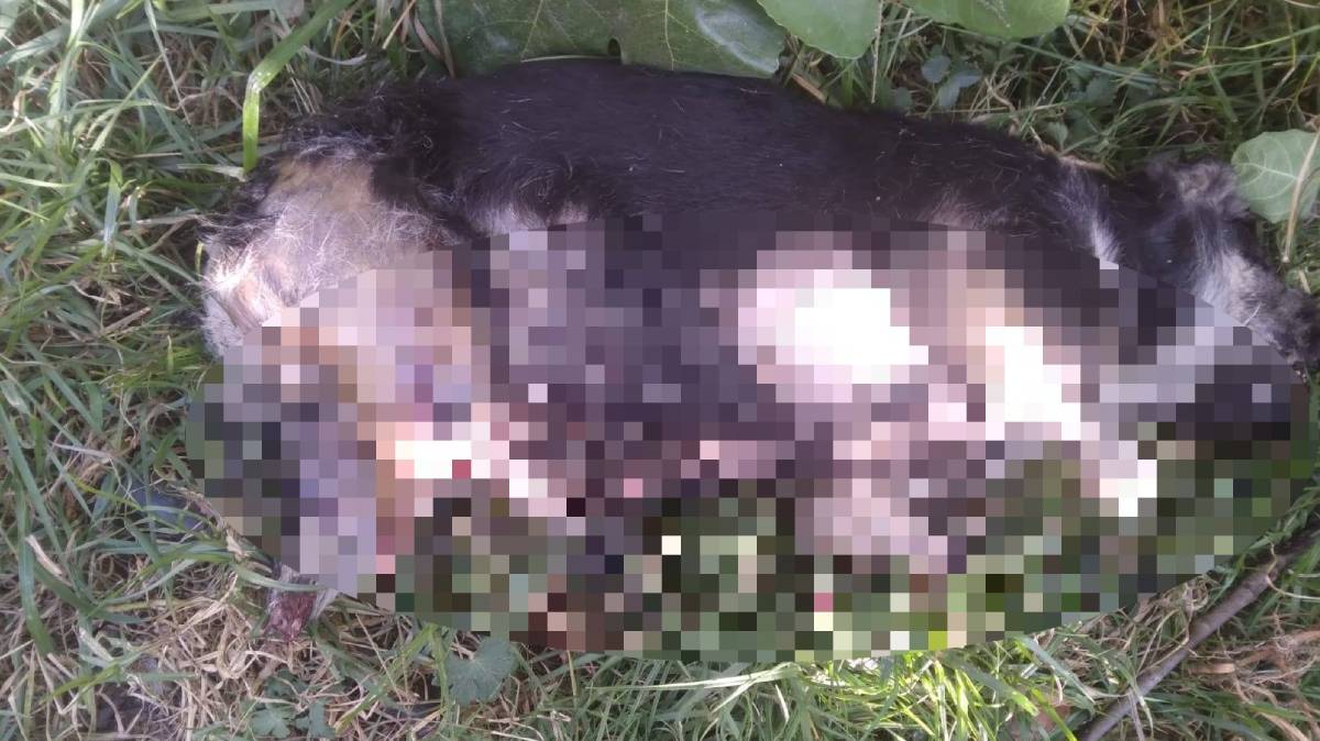 Horror en Zacapoaxtla: “Chiquis”, el perrito mutilado, desata indignación y exige justicia