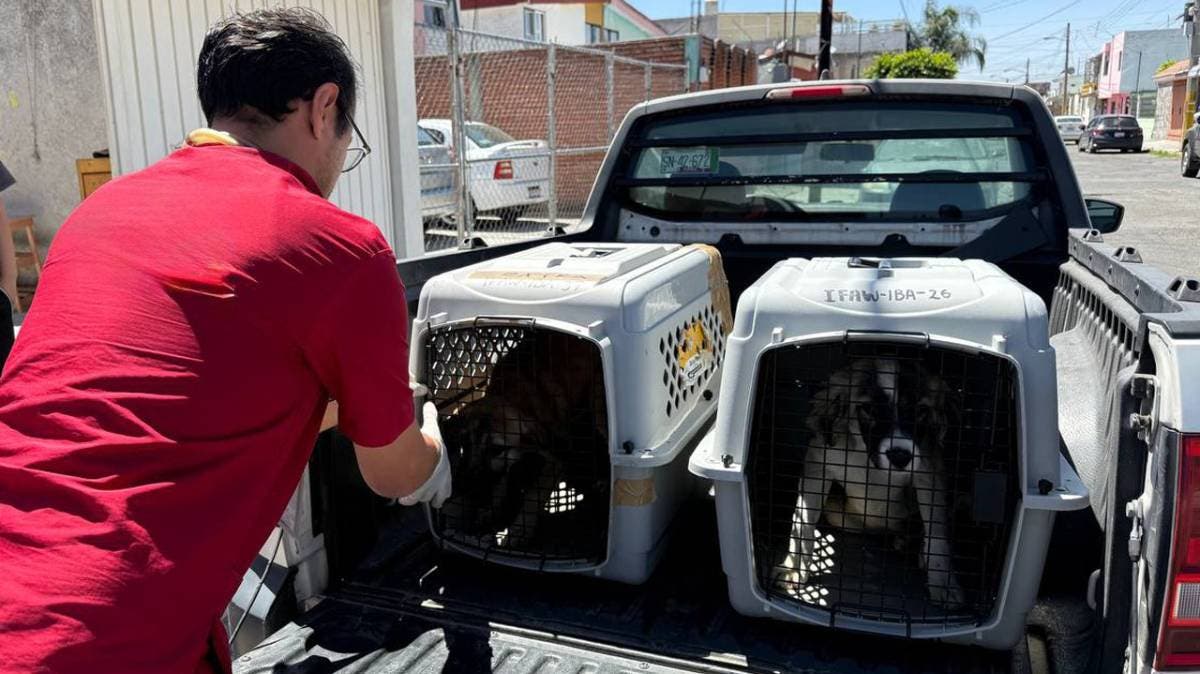 Exhiben a policía estatal por maltrato animal: resguardan a sus dos perritos en Puebla