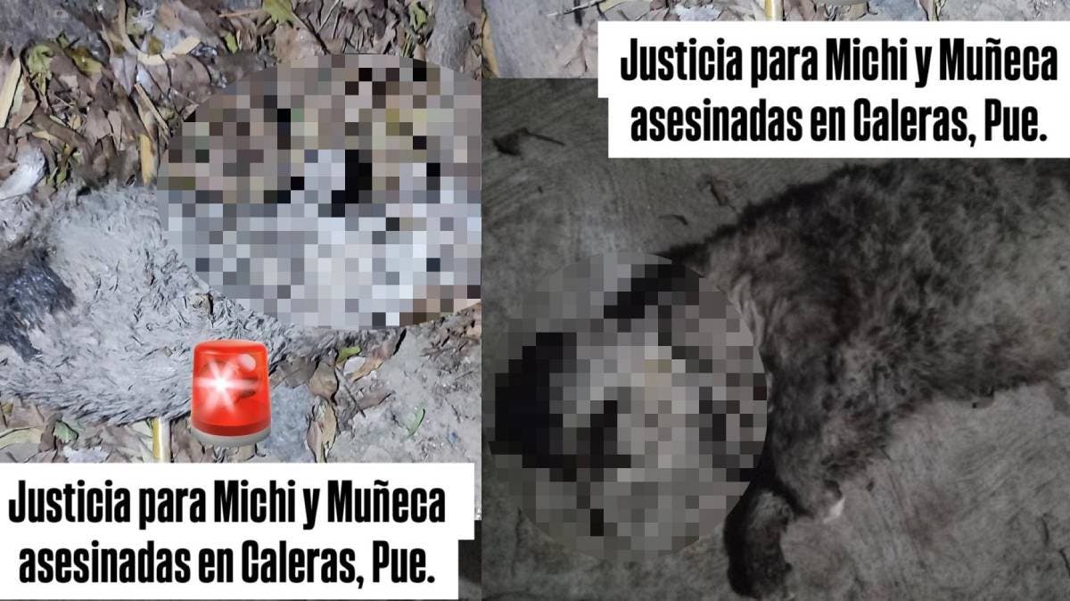 Crueldad en la sombra: hallan sin vida a Michi y Muñeca, dos gatitas desaparecidas en Puebla con signos de tortura