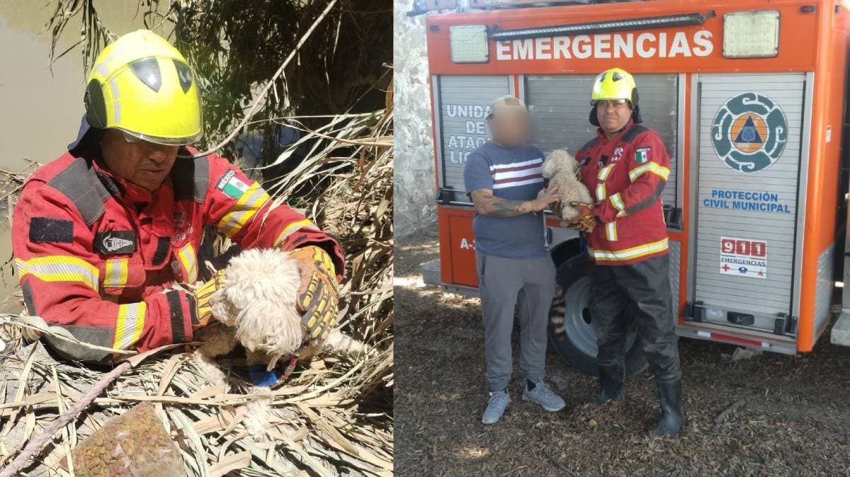 ¡Rescatan a Mafalda, pero la entregan a la familia equivocada! Piden ayuda urgente para encontrarla