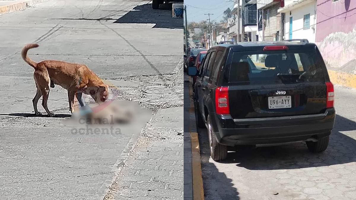 Atropello intencional en Metepec: conductor pasa por encima de un perro ante la mirada de todos