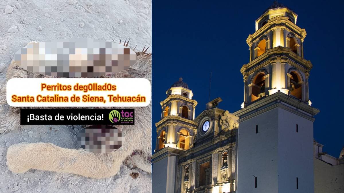Terror en Santa Catalina: Degüellan y mutilan a perritos en espeluznante caso de crueldad animal en Puebla