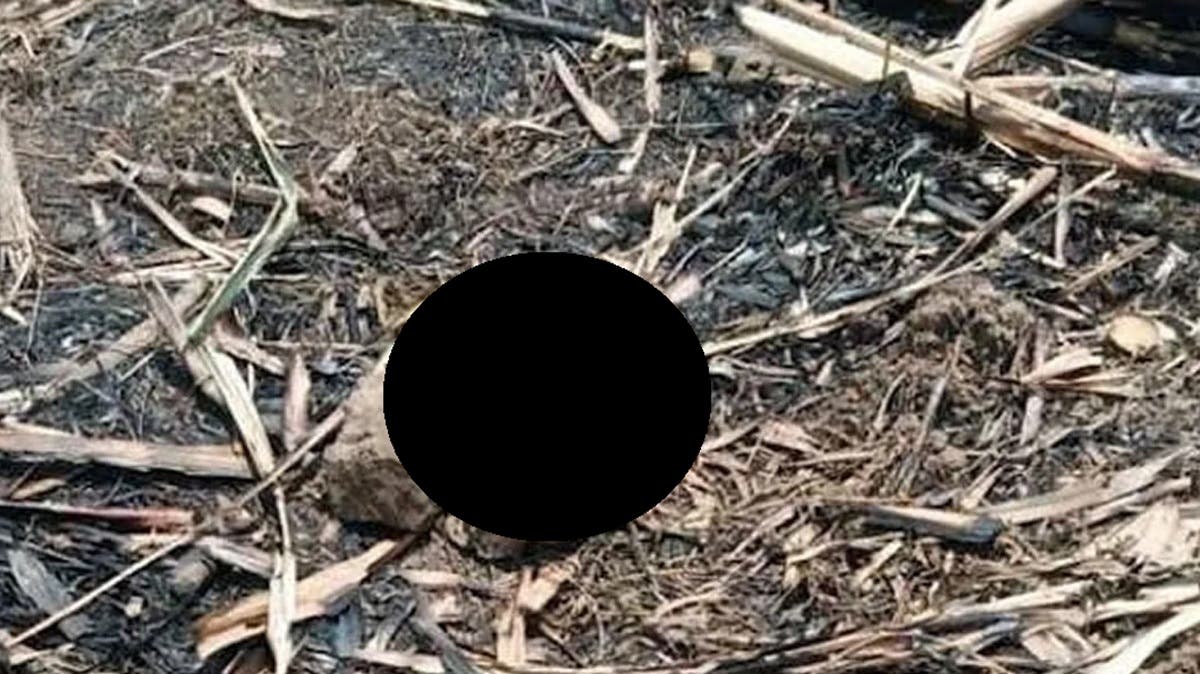 Campesino halla cráneo humano mientras recolectaba leña en Xochiltepec: misterio en “La Coronilla”