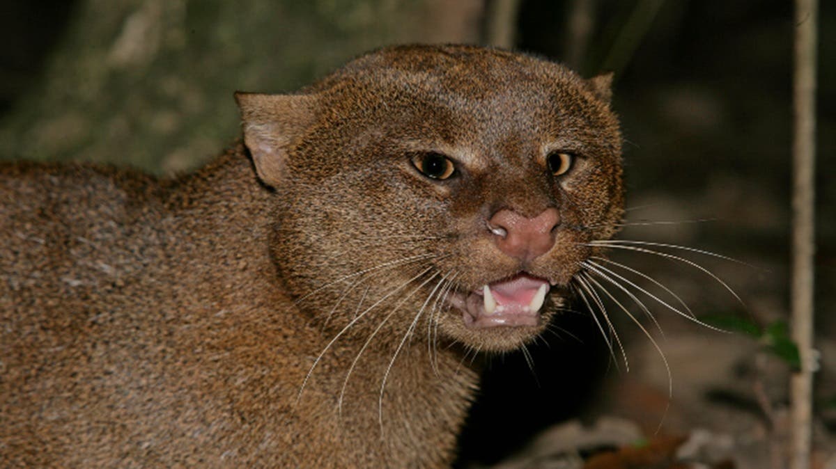 Creyendo que era un “nahual”, matan brutalmente a un jaguarundi en Zinacantán