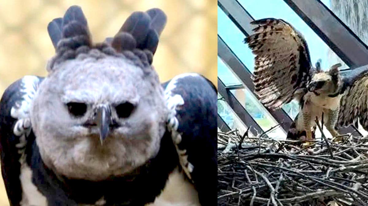 ¡Histórico! Avistan un Águila Arpía en Chiapas tras décadas de considerarse extinta en la región