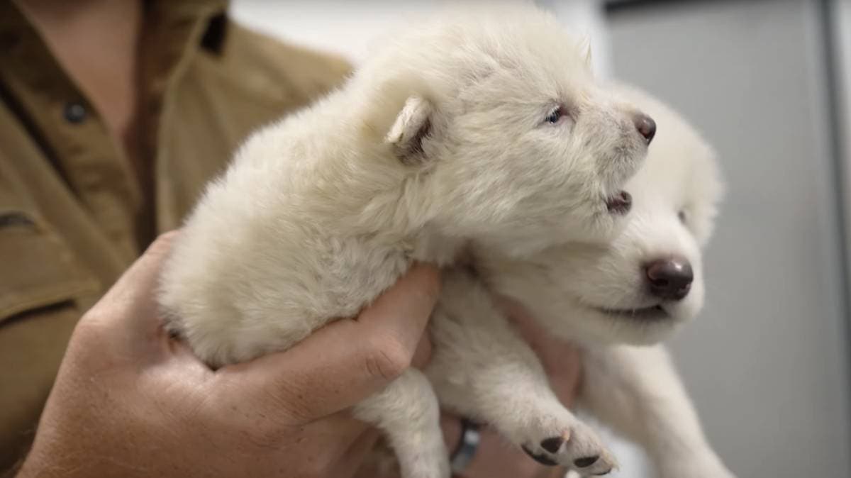 Nacen lobos “terribles” en laboratorio: el regreso del depredador del Pleistoceno estremece a la ciencia y al mundo