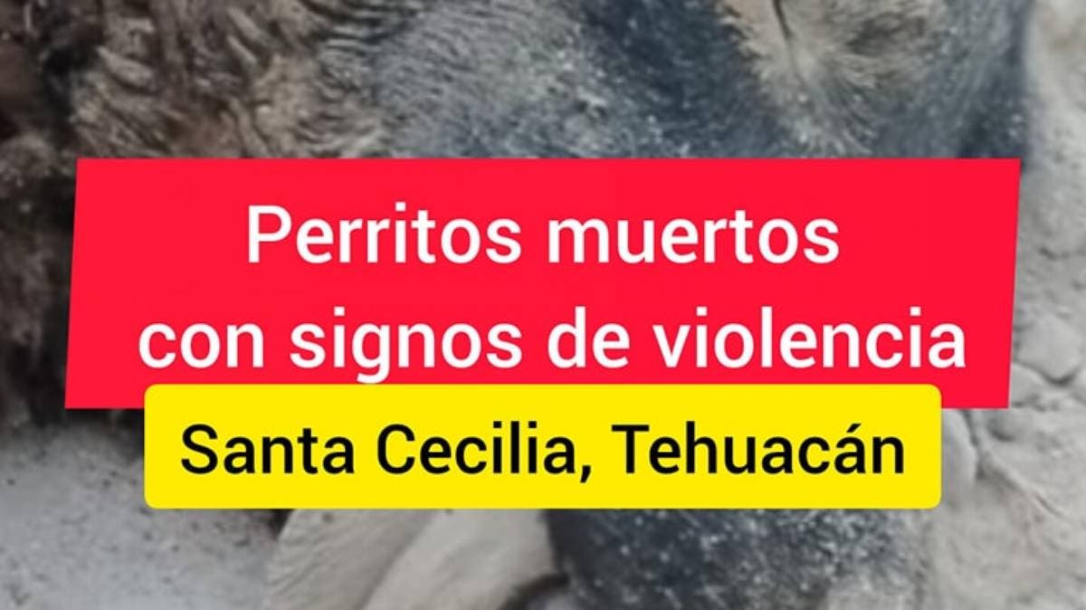 Terror en Santa Cecilia: hallan otro perro con signos de tortura en Tehuacán; vecinos exigen justicia y fin a la impunidad