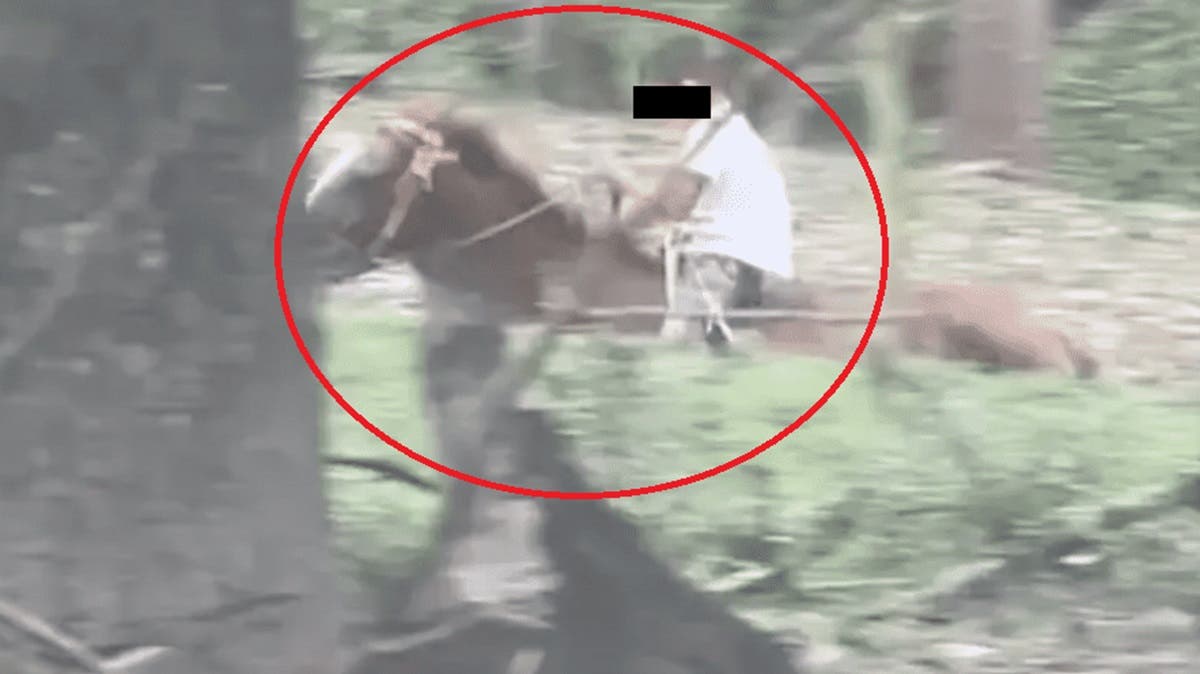 Niño jinete sorprende al mundo: sin silla ni miedo, galopa cuesta arriba y conquista las redes