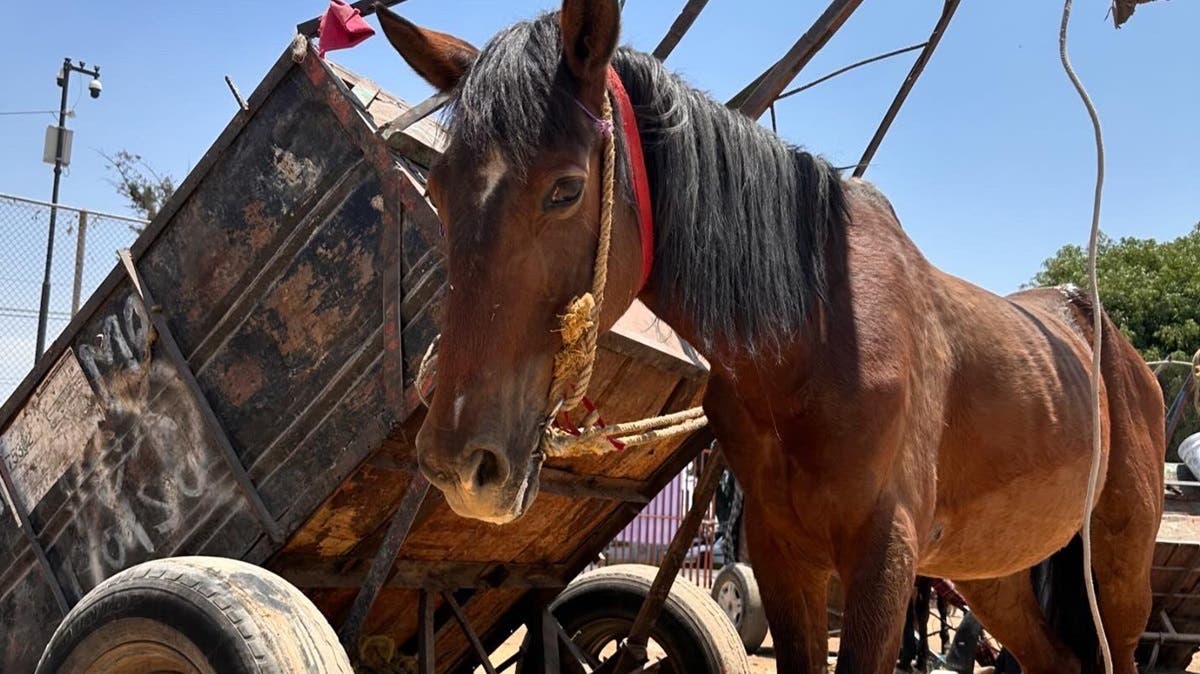 Asociación lanza campaña para salvar a los caballos de la basura en Texmelucan