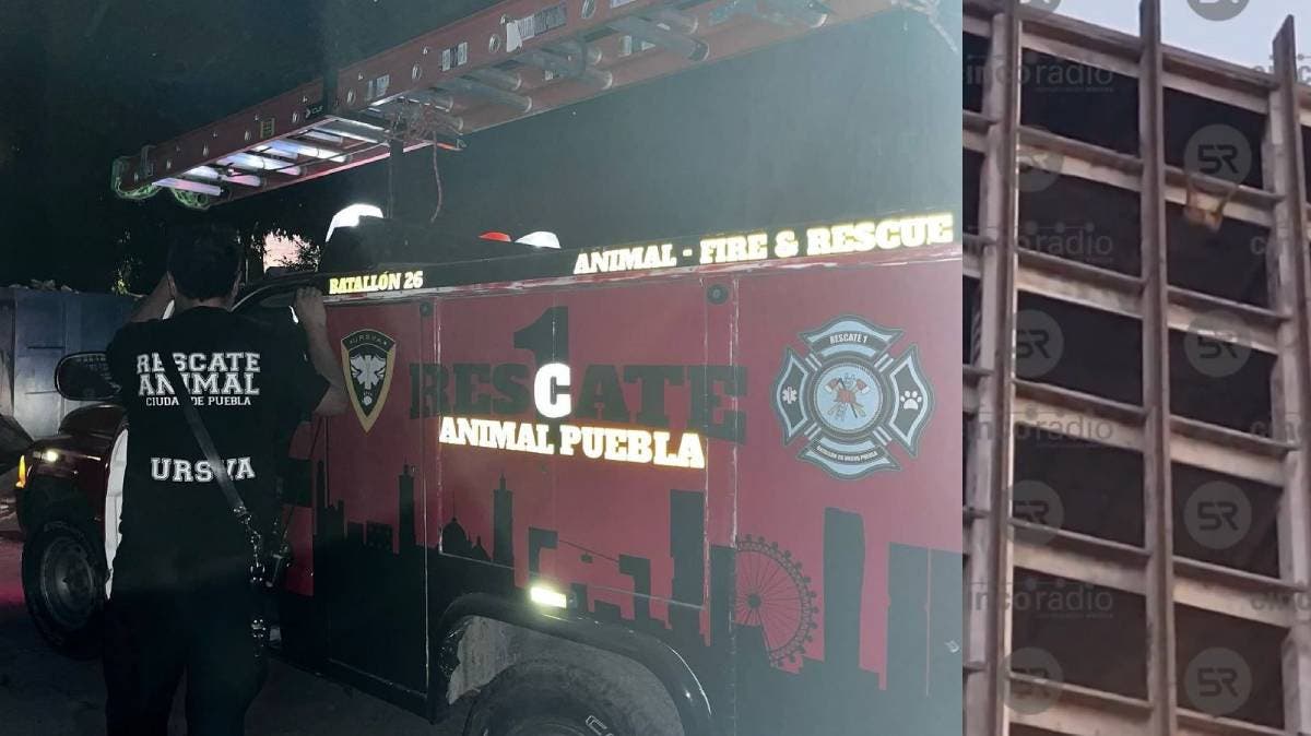 Macabro hallazgo moviliza a Puebla: lo que parecía un perro colgado terminó siendo algo inesperado