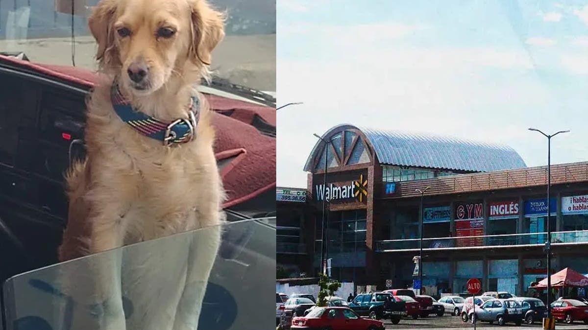 ¡Robo en PeriPlaza! Delincuentes se llevan camioneta y perrita en Puebla