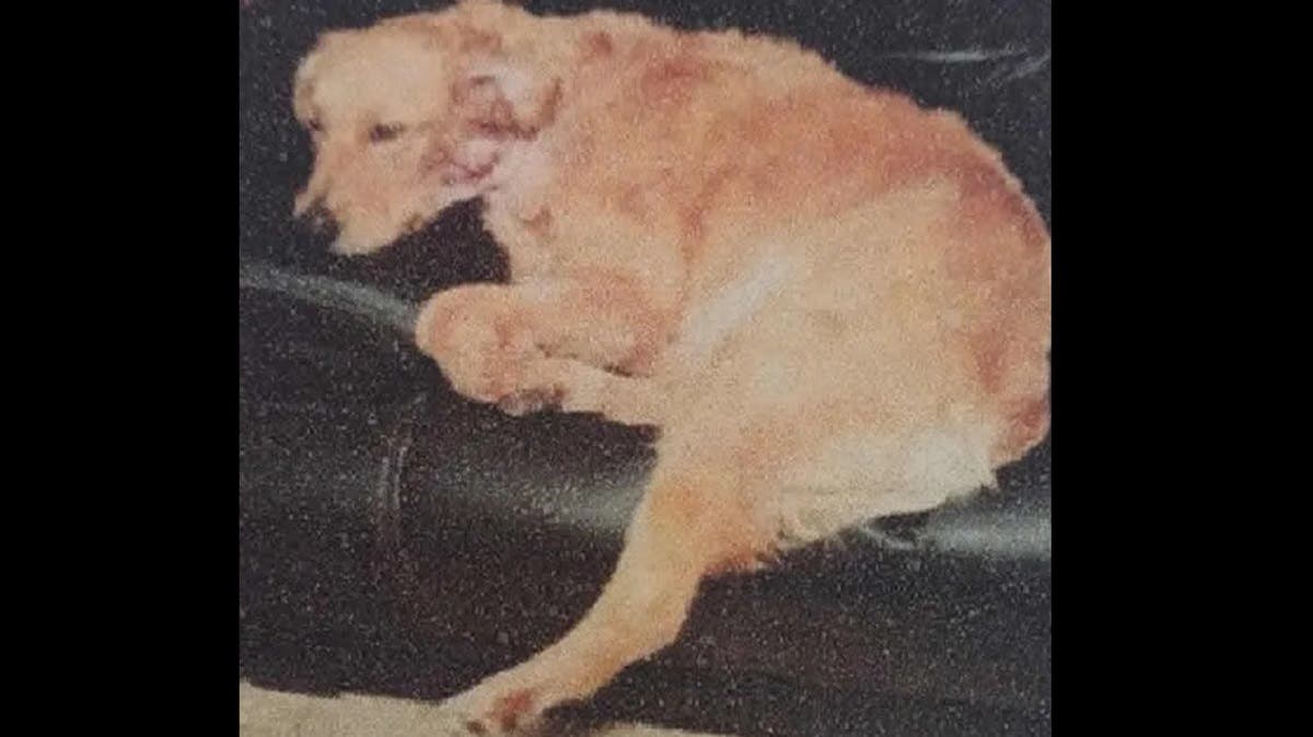 Apuñaló a Canela y ahora deberá pagar caro: multa de 50 mil pesos