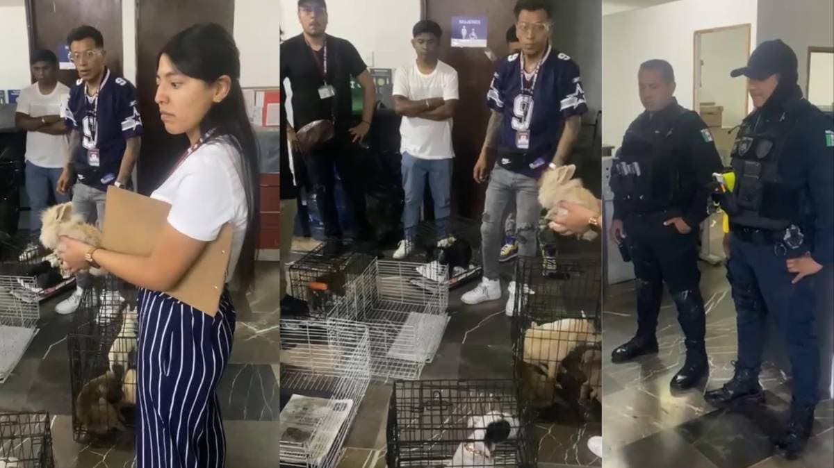 Operativo en Analco: Rescatan a 11 perros y un conejo de comercio clandestino en Puebla