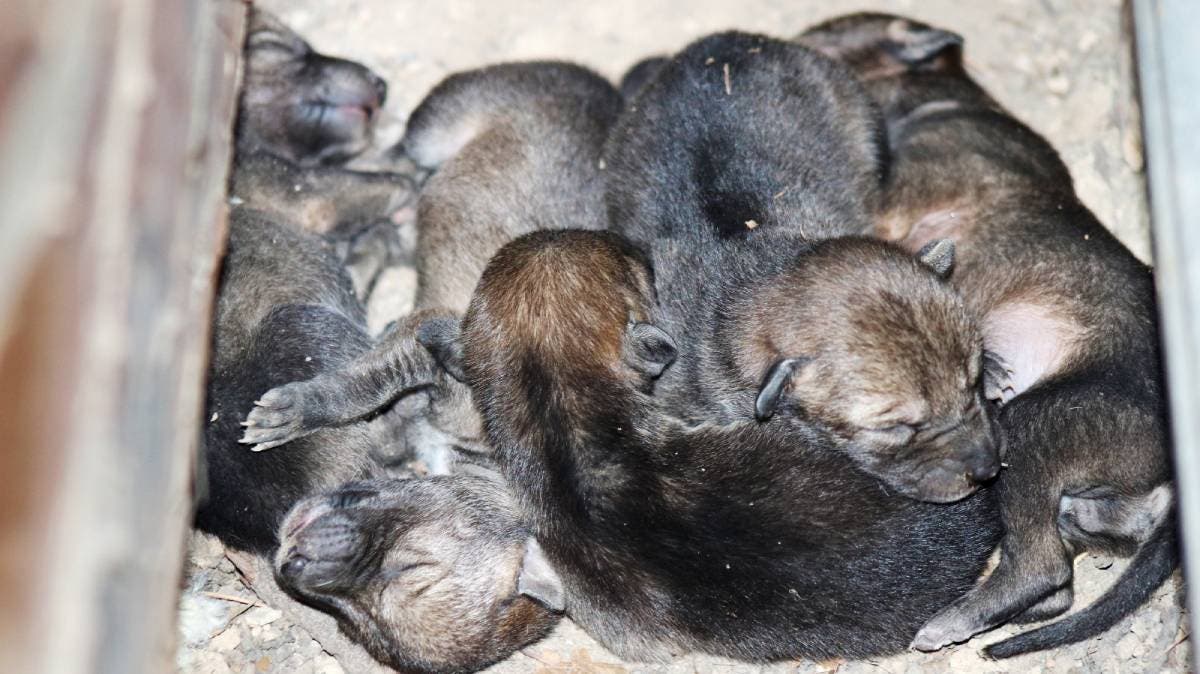 Renace la esperanza: Cinco crías de coyote nacen en cautiverio en el Parque Flor del Bosque, Puebla