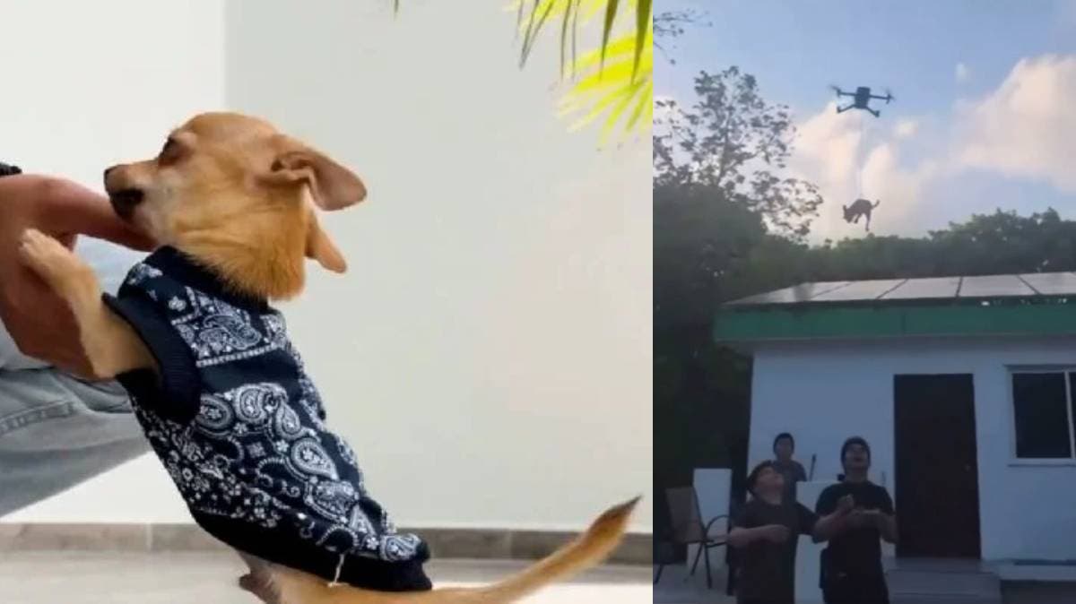 Crueldad disfrazada de “broma”: rescatan a chihuahua elevado con dron en Quintana Roo