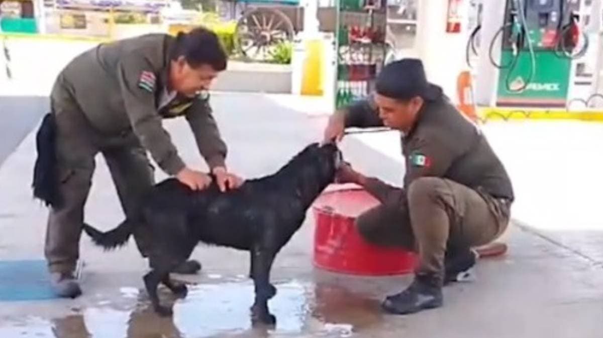Héroes Bajo el Sol: Gasolineros de Puebla Salvan a Perritos Callejeros del Calor Extremo