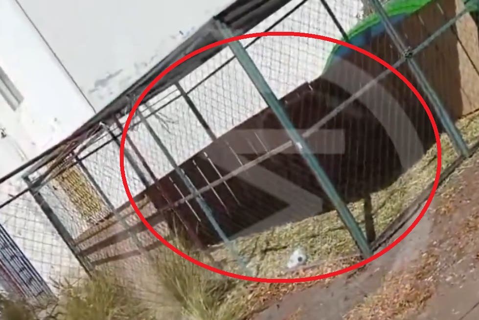 VIDEO ¿Un caballo viviendo en una jaula en medio de Puebla? Exigen intervención de autoridades En Fovissste San Roque