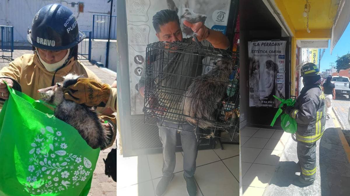 Bomberos de Ciudad Serdán Salvan a Tlacuache Atrapado en Escuela