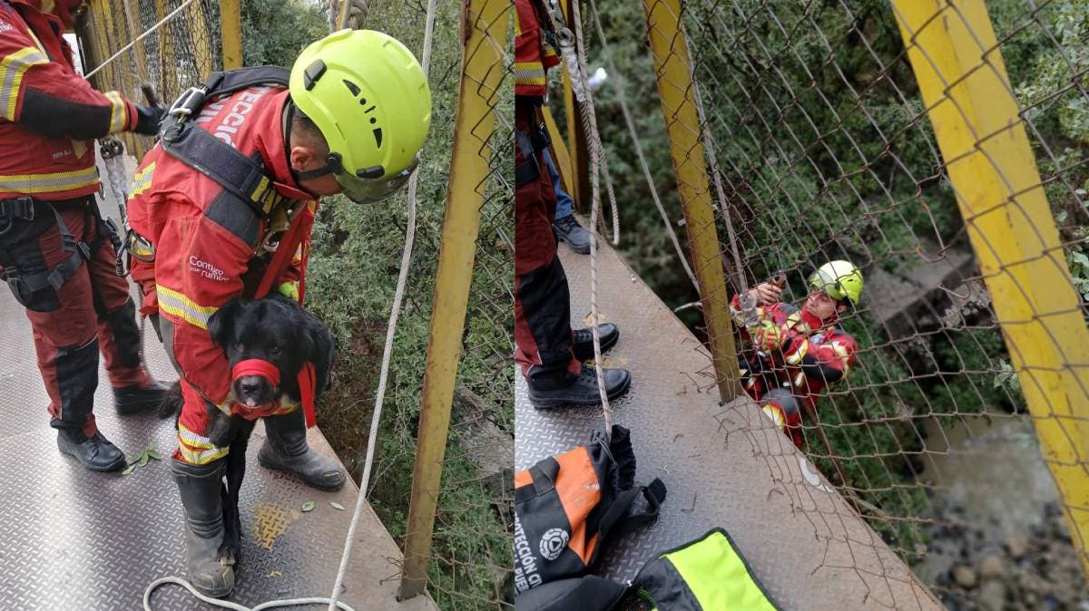 Héroes sin capa salvan a lomito atrapado en Puebla 2000: el emotivo rescate que enterneció las redes